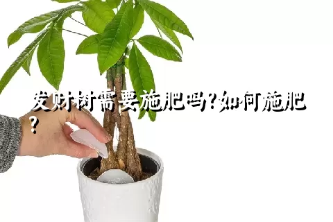 发财树需要施肥吗?如何施肥?