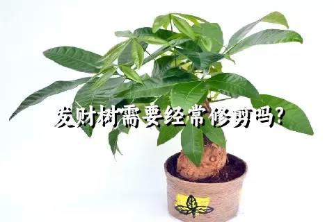 发财树需要经常修剪吗?