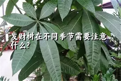 发财树在不同季节需要注意什么?