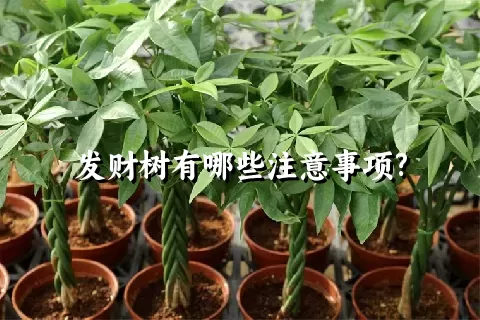 发财树有哪些注意事项?