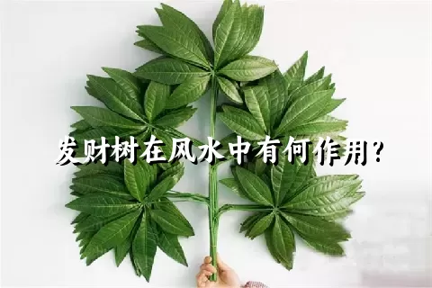 发财树在风水中有何作用?