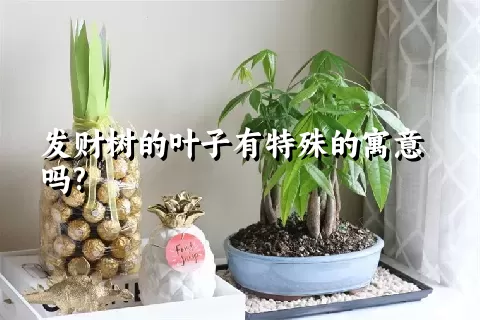 发财树的叶子有特殊的寓意吗?