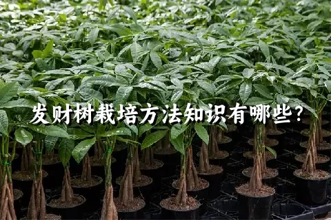 发财树栽培方法知识有哪些？