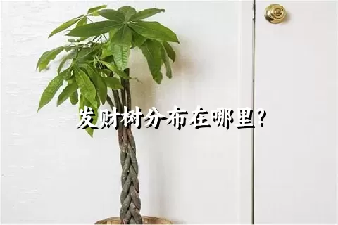 发财树分布在哪里?