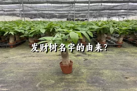 发财树名字的由来？