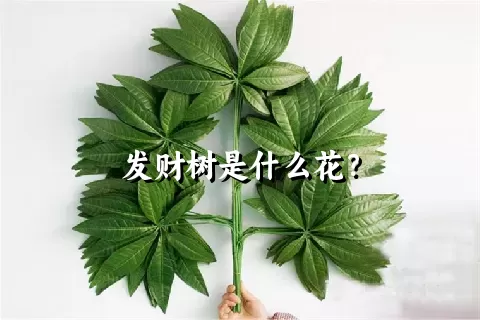 发财树是什么花？