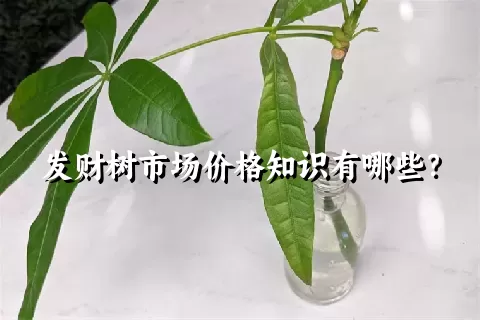 发财树市场价格知识有哪些？