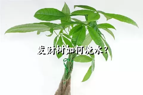 发财树如何浇水？