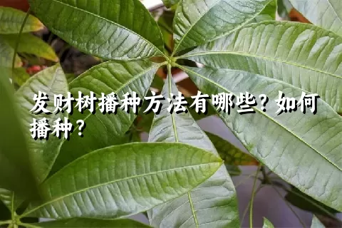 发财树播种方法有哪些？如何播种？