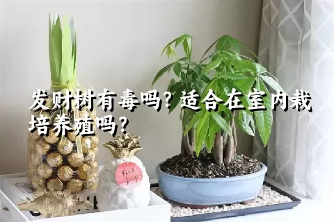 发财树有毒吗？适合在室内栽培养殖吗？