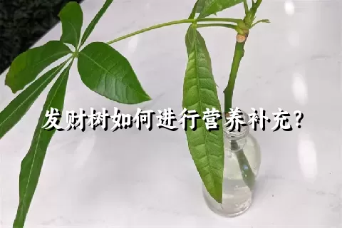 发财树如何进行营养补充？