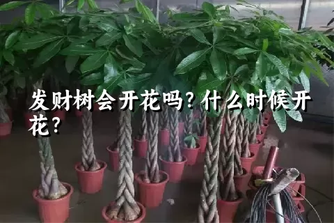 发财树会开花吗？什么时候开花？