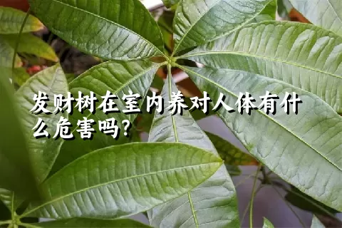 发财树在室内养对人体有什么危害吗？