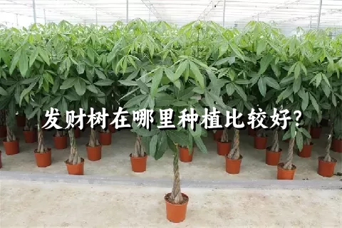 发财树在哪里种植比较好？