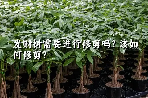 发财树需要进行修剪吗？该如何修剪？