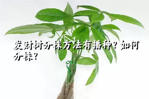 发财树分株方法有播种？如何分株？