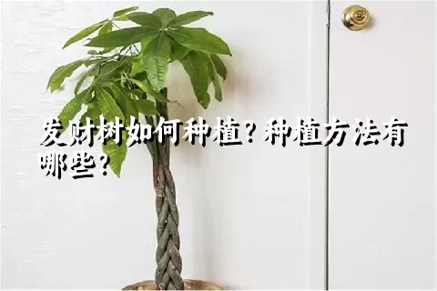 发财树如何种植？种植方法有哪些？