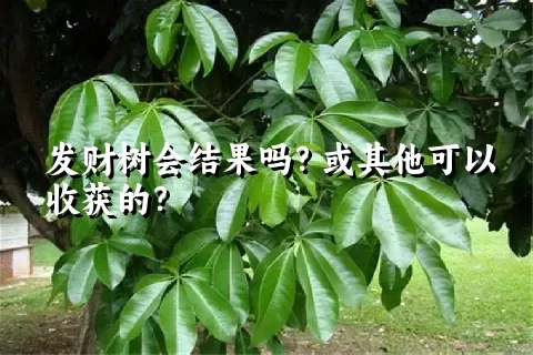 发财树会结果吗？或其他可以收获的？