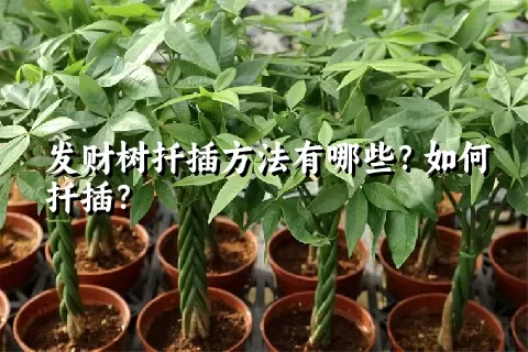 发财树扦插方法有哪些？如何扦插？