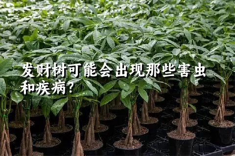 发财树可能会出现那些害虫和疾病？