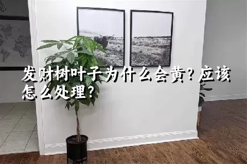 发财树叶子为什么会黄？应该怎么处理？