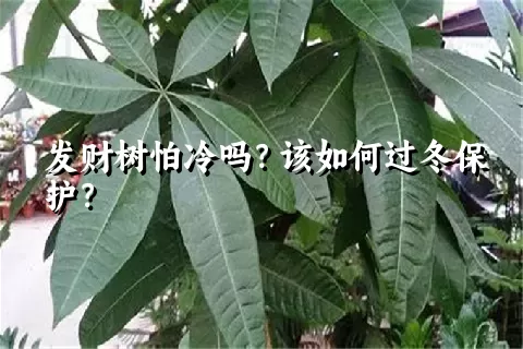 发财树怕冷吗？该如何过冬保护？