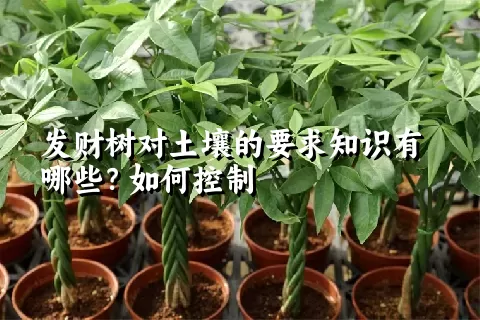 发财树对土壤的要求知识有哪些？如何控制