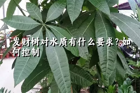 发财树对水质有什么要求？如何控制