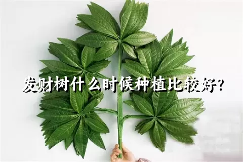 发财树什么时候种植比较好？