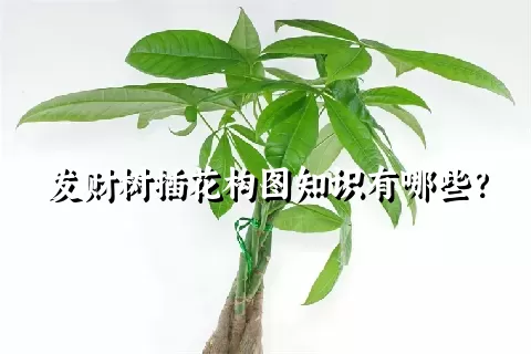 发财树插花构图知识有哪些？