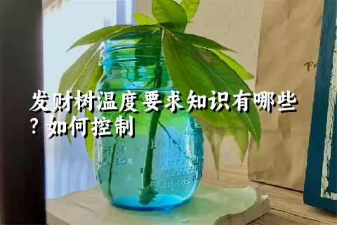 发财树温度要求知识有哪些？如何控制