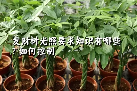 发财树光照要求知识有哪些？如何控制