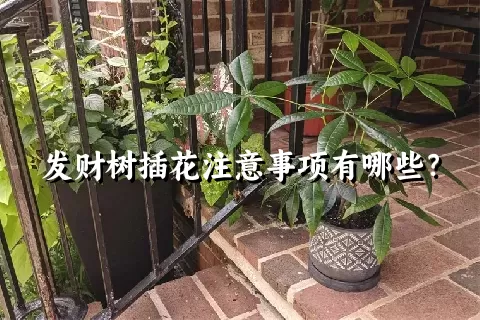 发财树插花注意事项有哪些？