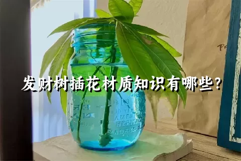 发财树插花材质知识有哪些？