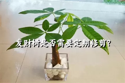 发财树是否需要定期修剪？