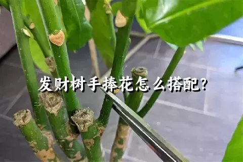 发财树手捧花怎么搭配？