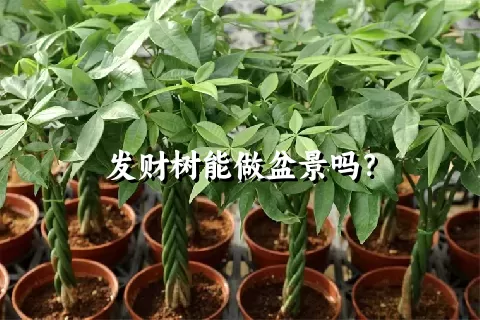 发财树能做盆景吗？