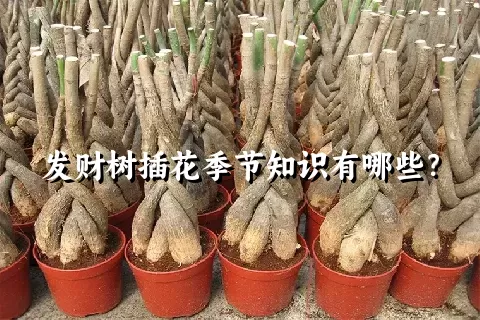 发财树插花季节知识有哪些？