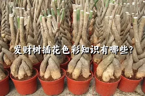 发财树插花色彩知识有哪些？