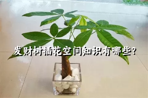 发财树插花空间知识有哪些？