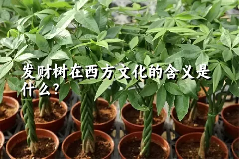 发财树在西方文化的含义是什么？