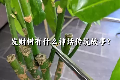 发财树有什么神话传说故事？