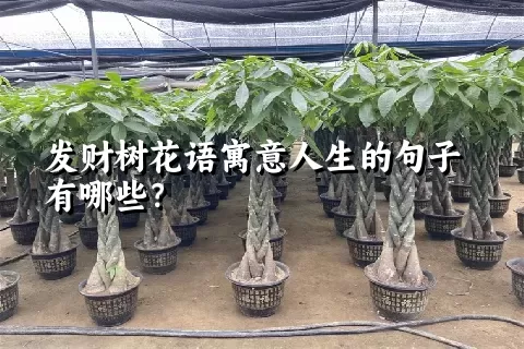 发财树花语寓意人生的句子有哪些？