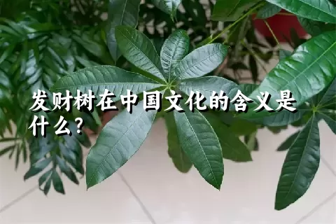 发财树在中国文化的含义是什么？