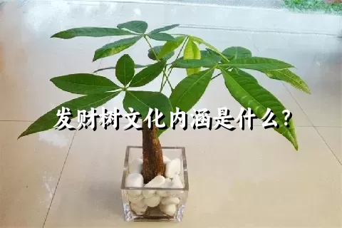 发财树文化内涵是什么？