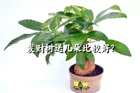 发财树送几朵比较好？