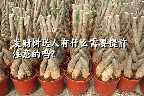 发财树送人有什么需要提前注意的吗？