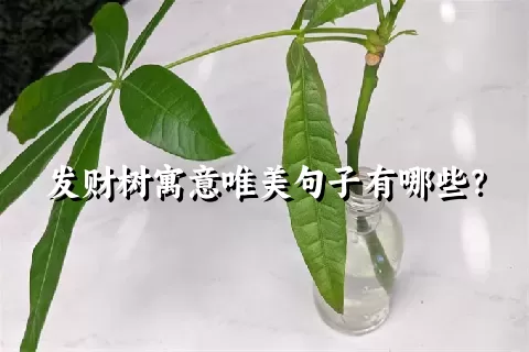 发财树寓意唯美句子有哪些？