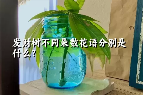 发财树不同朵数花语分别是什么？