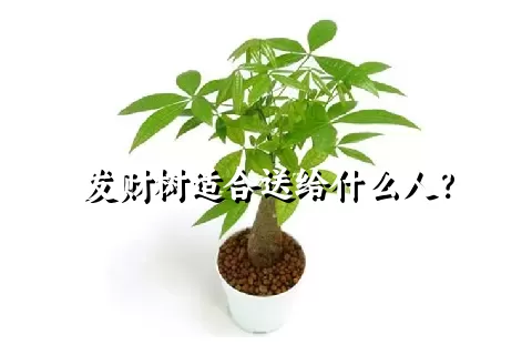 发财树适合送给什么人？